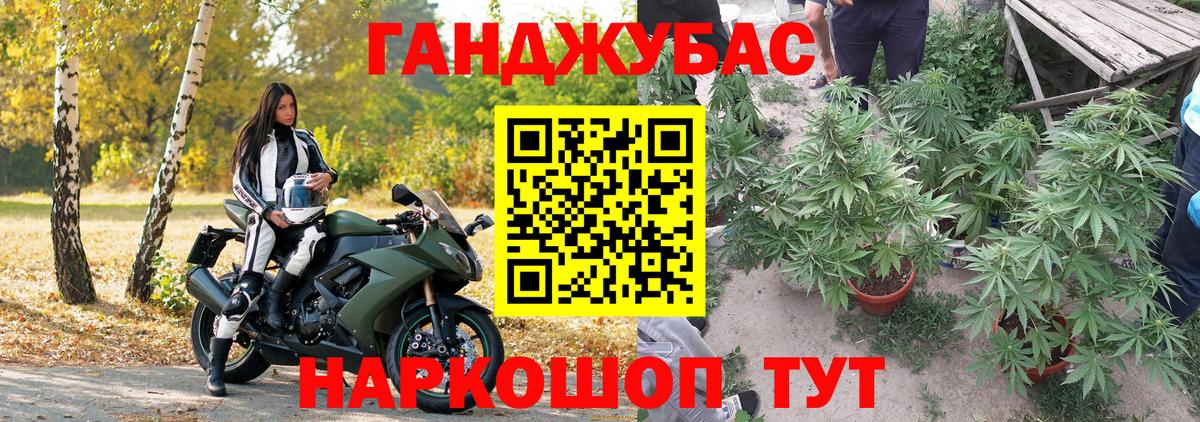 Конопля планчик Лесной